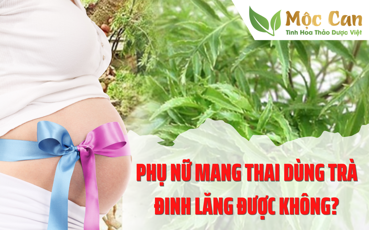 Phụ nữ mang thai dùng Trà đinh lăng được không? 1